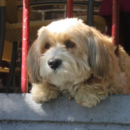 Hotel Moselromantik-hotel Zum Loewen 3*