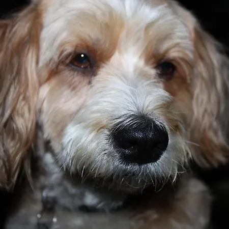 Moselromantik-hotel Zum Loewen ホテル 3*