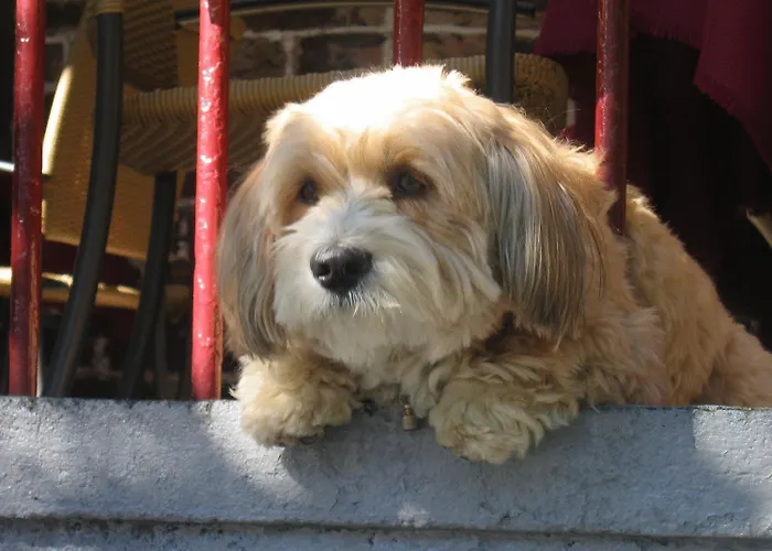 Hotel Moselromantik-hotel Zum Loewen 3*