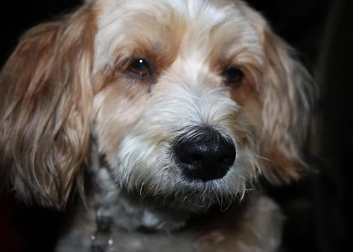 Moselromantik-hotel Zum Loewen Hotel 3*